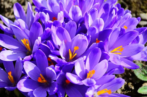 First Spring Flowers Violet Crocuses Growing Melting Snow Close — Stock Photo, Image