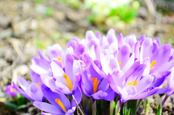 First Spring Flowers Violet Crocuses Growing Melting Snow Close — Stock Photo, Image