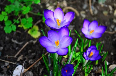 İlk bahar çiçekleri: Karları erittikten sonra büyüyen mor timsahlar