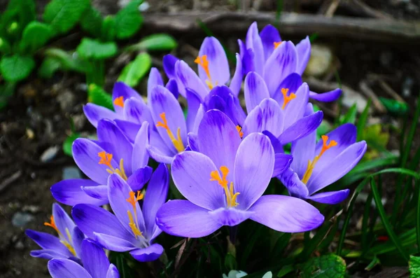 Primeras Flores Primavera Cocodrilos Violetas Creciendo Después Derretir Nieve Cerca —  Fotos de Stock