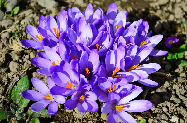 Primeras Flores Primavera Cocodrilos Violetas Creciendo Después Derretir Nieve Cerca —  Fotos de Stock