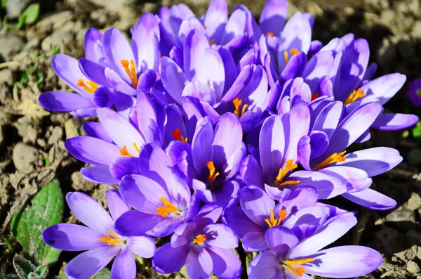 First Spring Flowers Violet Crocuses Growing Melting Snow Close — Stock Photo, Image