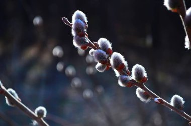 güzel Kukum çiçek dalları. yumuşak çiçek bahar çerçeve