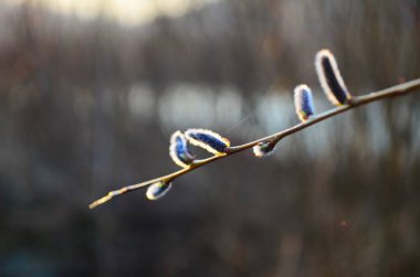 Güzel amcık söğüt çiçekleri dalları kapanıyor. Yumuşak çiçekli bahar çerçevesi