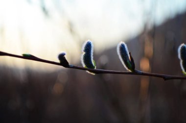 Güzel amcık söğüt çiçekleri dalları kapanıyor. Yumuşak çiçekli bahar çerçevesi