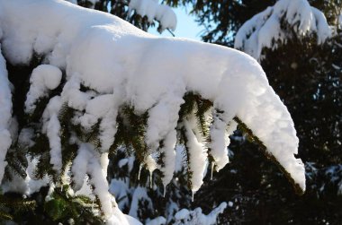 Gün batımında karla kaplı köknar ağacı dalı