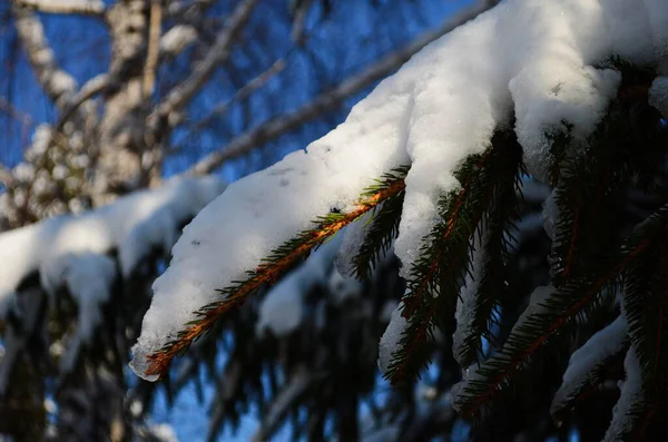 Κλάδος Ελάτης Καλυμμένος Χιόνι Κατά Ηλιοβασίλεμα — Φωτογραφία Αρχείου