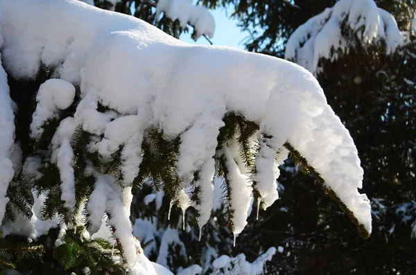 夕阳西下白雪覆盖的杉树枝条 — 图库照片