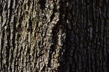 Kabuk dokusu arkaplan deseni çatlak eski kahverengi tasarım yakın