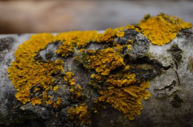 Kabuk dokusu arkaplan deseni çatlak eski kahverengi tasarım yakın