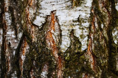 Kabuk dokusu arkaplan deseni çatlak eski kahverengi tasarım yakın