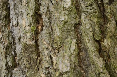 Kabuk dokusu arkaplan deseni çatlak eski kahverengi tasarım yakın