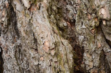 Kabuk dokusu arkaplan deseni çatlak eski kahverengi tasarım yakın