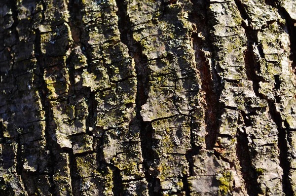 Bark Textura Fundo Padrão Crack Marrom Velho Para Design Perto — Fotografia de Stock