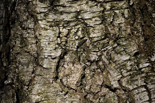 Corteza Textura Fondo Patrón Grieta Viejo Marrón Para Diseño Cerca — Foto de Stock