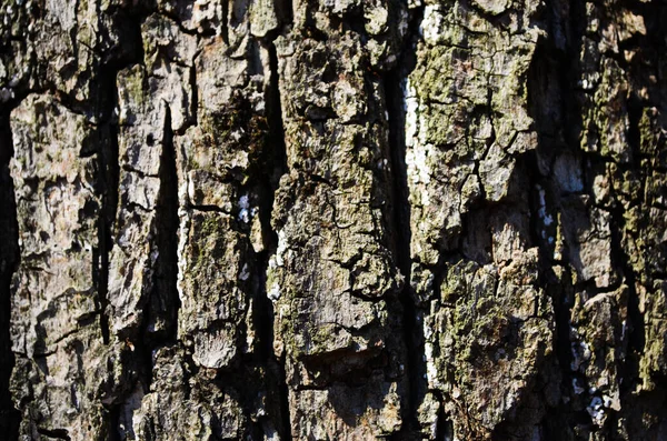 黒のテクスチャの背景パターンは閉じるデザインのための古い茶色をクラック — ストック写真