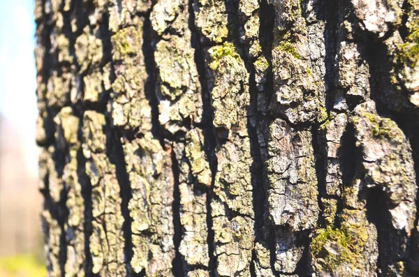 黒のテクスチャの背景パターンは閉じるデザインのための古い茶色をクラック — ストック写真