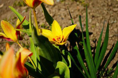 renkli laleler. Pembe, beyaz ve kırmızı çiçek lalesi güneş ışığıyla aydınlatılıyor. Yumuşak seçici odaklanma, laleyi kapatma, tonlama. Parlak renkli lalelerin çiçek arkaplanı. Bahar bahçesi.