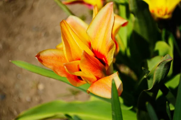 Tulipas Coloridas Tulipa Rosa Branca Vermelha Iluminada Pela Luz Solar — Fotografia de Stock