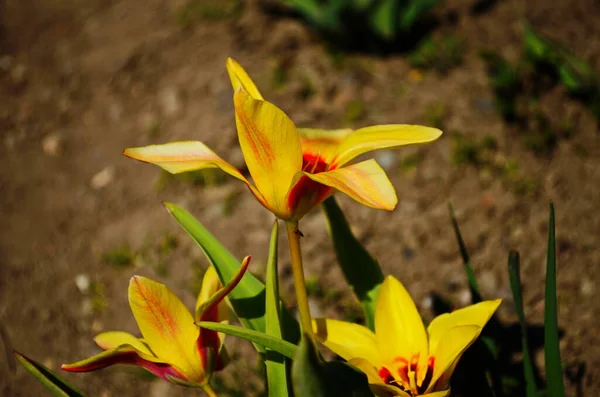 Színes Tulipánok Rózsaszín Fehér Piros Virág Tulipán Megvilágított Napfény Puha — Stock Fotó