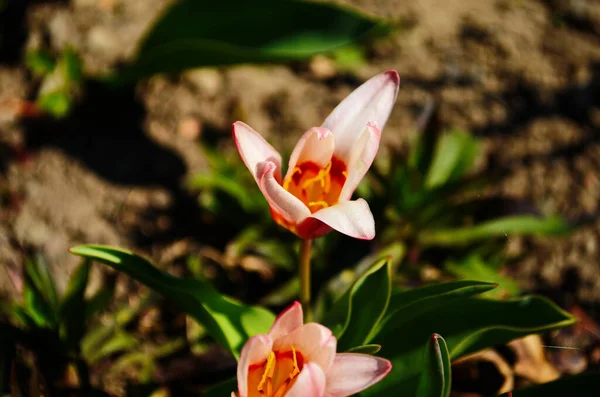 Gekleurde Tulpen Roze Witte Rode Bloemtulp Verlicht Door Zonlicht Zachte — Stockfoto