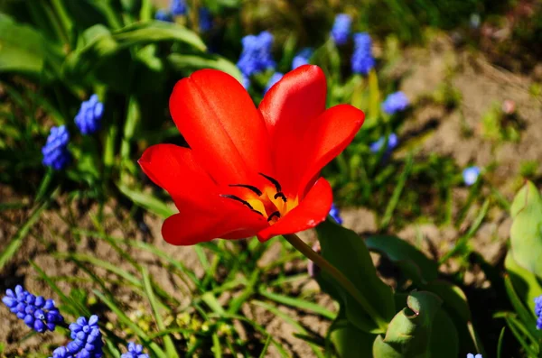 Virág Tulipán Megvilágított Napfény Puha Szelektív Fókusz Közeli Tulipán Tonizálás — Stock Fotó