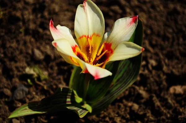Virág Tulipán Megvilágított Napfény Puha Szelektív Fókusz Közeli Tulipán Tonizálás — Stock Fotó