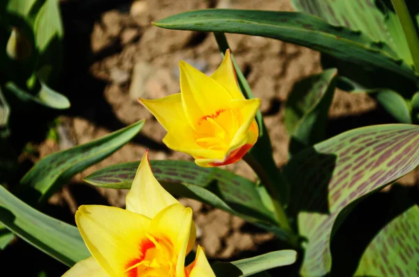 Flower Tulip Illuminated Sunlight Soft Selective Focus Close Tulip Toning — Stock Photo, Image