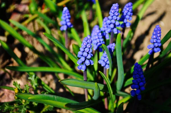 Macro Fényképezés Tavaszi Növény Virág Muscari Armeniacum Háttér Lila Virágok — Stock Fotó