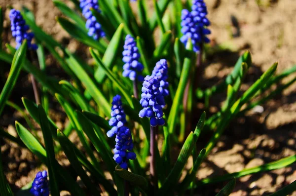 Macro Fényképezés Tavaszi Növény Virág Muscari Armeniacum Háttér Lila Virágok — Stock Fotó