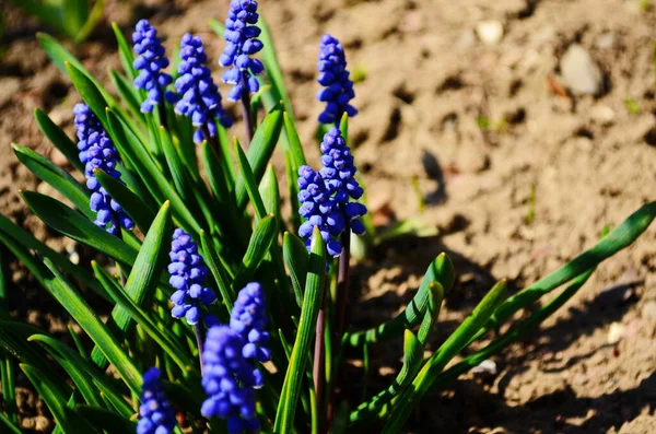 Macro Fényképezés Tavaszi Növény Virág Muscari Armeniacum Háttér Lila Virágok — Stock Fotó