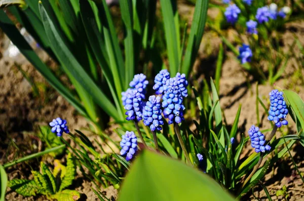 Macro Fényképezés Tavaszi Növény Virág Muscari Armeniacum Háttér Lila Virágok — Stock Fotó