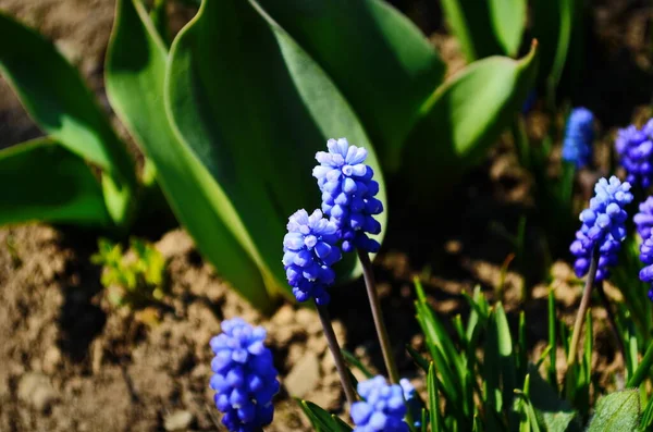 Macro Foto Voorjaar Plant Bloem Muscari Armeniacum Achtergrond Paarse Bloemen — Stockfoto