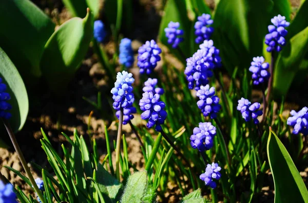 Macro Photo Bahar Çiçeği Muscari Armeniacum Arkaplan Mor Çiçekli Yeşil — Stok fotoğraf