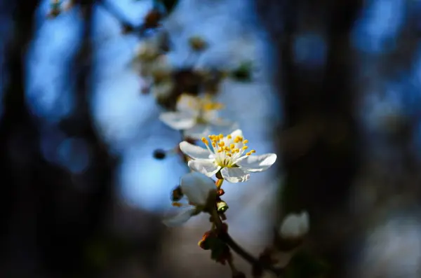 Kvetoucí Větev Švestkového Stromu — Stock fotografie