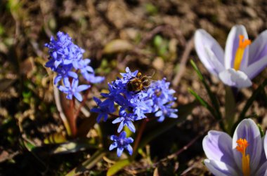 Baharın başlarında yerde büyüyen beyaz timsahlar. Bahçede açan ilk bahar çiçekleri. Beyaz timsahlarla dolu bahar çayırı