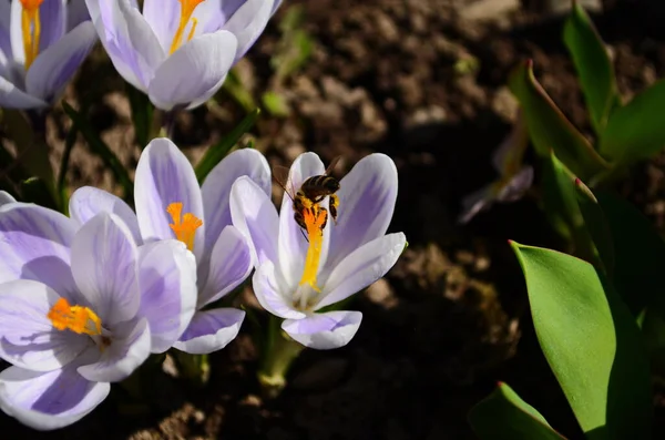 White crocuses growing on the ground in early spring. First spring flowers blooming in garden. Spring meadow full of white crocuses