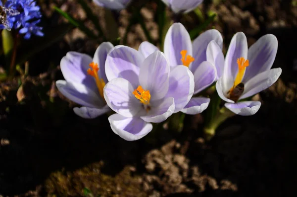 White crocuses growing on the ground in early spring. First spring flowers blooming in garden. Spring meadow full of white crocuses