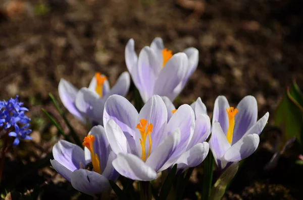 White crocuses growing on the ground in early spring. First spring flowers blooming in garden. Spring meadow full of white crocuses