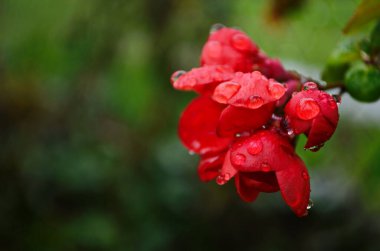Baharda bahçede yağmurdan sonra su damlatan Henomel çiçekleri. Yakın plan.