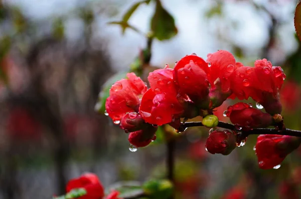 Квіти Квіток Квітів Краплями Води Після Дощу Навесні Саду Крупним — стокове фото