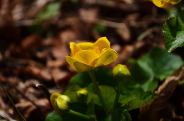 Caltha palustris ya da Kingcup sarı çiçeği, düğün çiçeği familyasının daimi bitkisi. Ranunculaceae