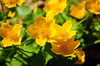 Caltha palustris ya da Kingcup sarı çiçeği, düğün çiçeği familyasının daimi bitkisi. Ranunculaceae