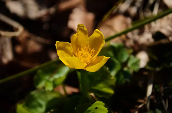 Caltha Palustris Flor Amarela Copo Real Planta Herbácea Perene Família — Fotografia de Stock