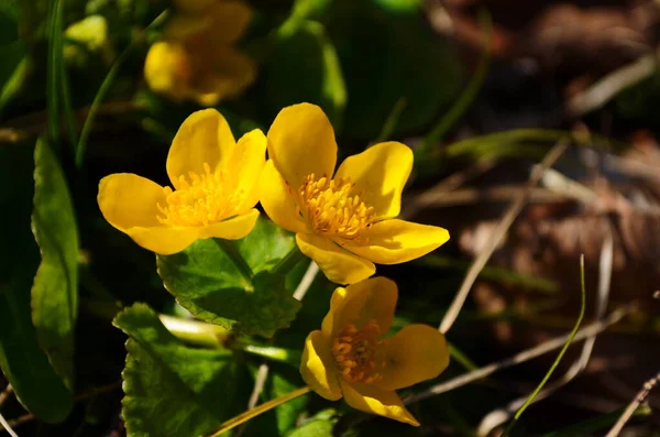 트리스 Caltha Palustris 컵노란 Kingcup Yellow Flower 미나리아재비 속하는 다년생 — 스톡 사진