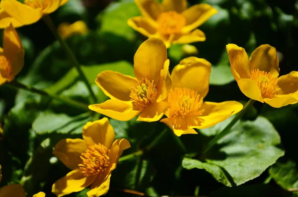 트리스 Caltha Palustris 컵노란 Kingcup Yellow Flower 미나리아재비 속하는 다년생 — 스톡 사진