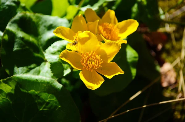 Caltha Palustris Kingcup Fleur Jaune Plante Herbacée Vivace Famille Des — Photo