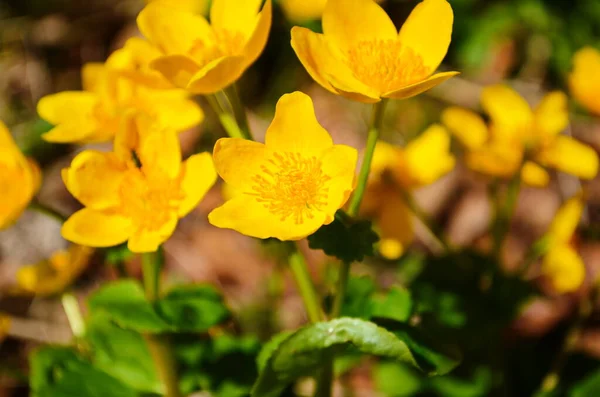 트리스 Caltha Palustris 컵노란 Kingcup Yellow Flower 미나리아재비 속하는 다년생 — 스톡 사진