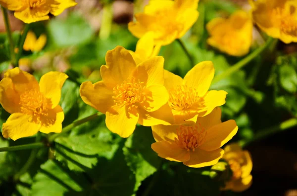 Caltha Palustris Kingcup Yellow Flower Perennial Herbaceous Plant Buttercup Family — Stock Photo, Image