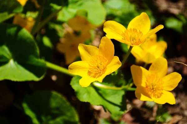 트리스 Caltha Palustris 컵노란 Kingcup Yellow Flower 미나리아재비 속하는 다년생 — 스톡 사진